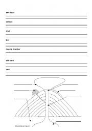 English worksheet: Parts of a Volcano