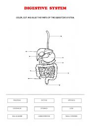 English Worksheet: DIGESTIVE SYSTEM