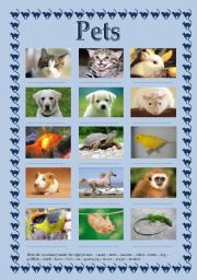 English Worksheet: pets