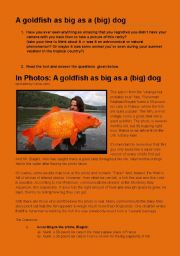 A GOLDFISH AS BIG AS A BIG DOG