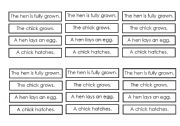 English Worksheet: The Life Cycle Of A Chicken