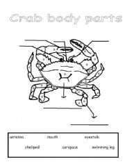 English worksheet: Parts of a Crab