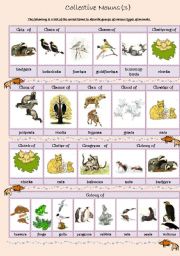 Collective Nouns (animals) 3