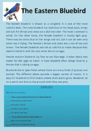 English Worksheet: the eastern bluebird