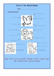 English Worksheet: Parts of the Animal Bodies