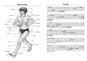 English Worksheet: Human Body