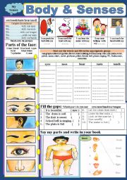 English Worksheet: Body & Senses