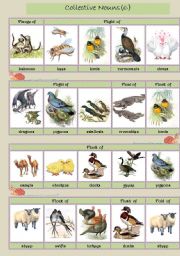 English Worksheet: Collective Nouns (animals) 6