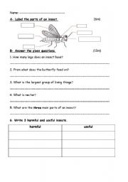 English Worksheet: Insect