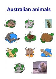 English Worksheet: Australian Animals II