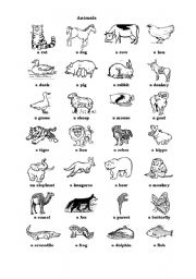 English Worksheet: Animals