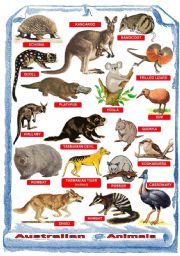 English Worksheet: Australian animals - Poster