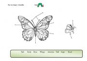 English Worksheet: Butterfly parts of the body (related to the Very Hungry Caterpillar storybook, by Eric Carle).
