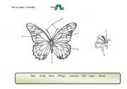 English worksheet: Butterfly parts of the body (related to the Very Hungry Caterpillar storybook, by Eric Carle).