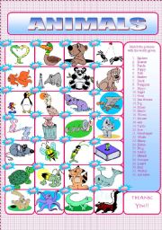 English Worksheet: animals