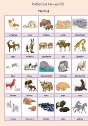 English Worksheet: Collective Nouns (animals) 8