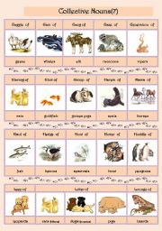 Collective Nouns (animals) 7