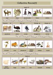 Collective Nouns (animals) 9