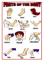 English Worksheet: PARTS OF THE BODY