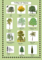 Types of trees