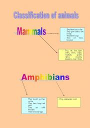 English Worksheet: Classification of animals
