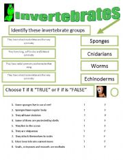 English Worksheet: Invertebrates