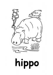 hippo