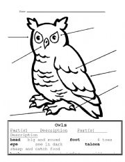 English worksheet: Owl parts