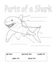 English worksheet: Parts of a Shark