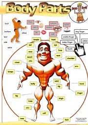Body parts (Picture Dictionary) - ESL worksheet by Kisdobos