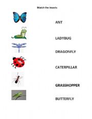 English Worksheet: INSECTS match the word