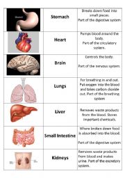 English Worksheet: Human Organs Card Sort