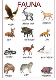 English Worksheet: ALPINE FAUNA - POSTER