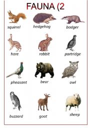 English Worksheet: alpine fauna (2)