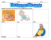 English Worksheet: The human cycle of life