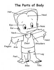 English Worksheet: Parts of the body 