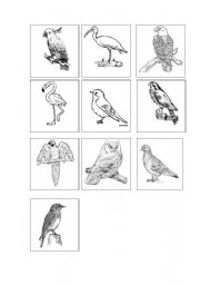 English Worksheet: Birds memory game cards