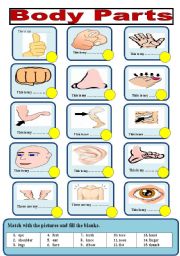 HUMAN BODY -BODY PARTS - PARTS OF THE BODY - 1 face,5 shoulder,9 forearm,13  waist