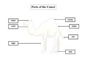 English worksheet: Parts of a camel