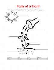 English Worksheet: Parts of a plant 