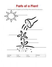 English worksheet: Parts of a plant 