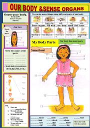 English Worksheet: Our Body & Sense  Organs