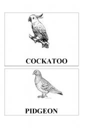 English Worksheet: Bird flash cards