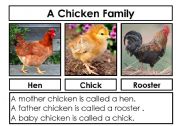 English Worksheet: A Chicken Family