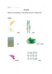 English worksheet: plants