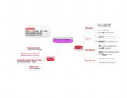 English Worksheet: simple present mind map