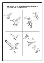 English Worksheet: Birds