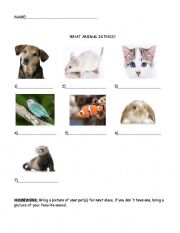 English Worksheet: Animals