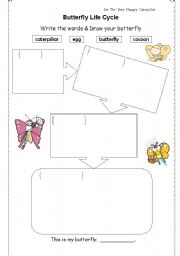 English Worksheet: Butterfly Life Cycle