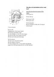 English Worksheet: The Places of Articulation